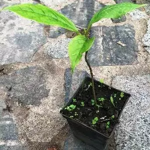 Магнолії. Магнолії.