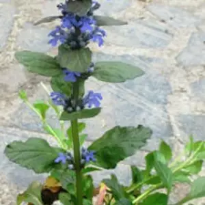 Живучка. Живучка.