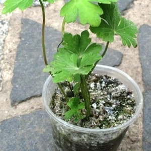 Садова Герань. Садова Герань.