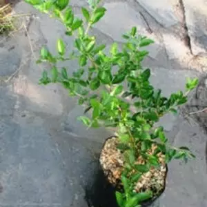 Піраканта. Піраканта.