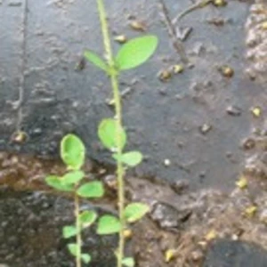 Сніжноягідник. Сніжноягідник.