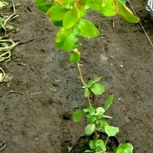 Барбариси. Барбариси.