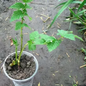 Комірник. Комірник.