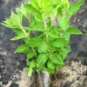 Вербейник. Вербейник.