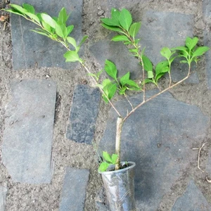 Форзиція. Форзиція.