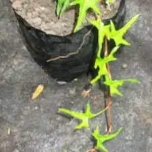 Плющі. Плющі.