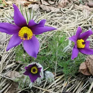 Сон трава. Сон трава.