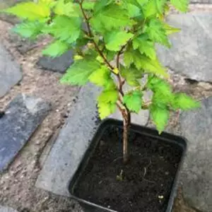 Стефанандра. Стефанандра.