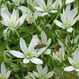 Пташиночник. Пташиночник.