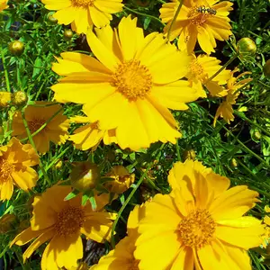 Кореопсис. Кореопсис.