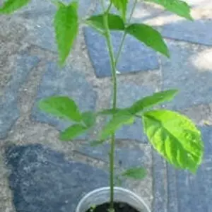 Горіхи. Горіхи.