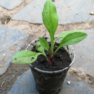 Айстра багаторічна. Айстра багаторічна.