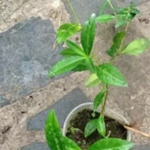 Барвінок. Барвінок.