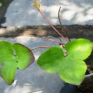 Гепатика. Гепатика.