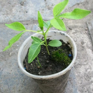 Оксамит амурський. (Phellodendron amurense).