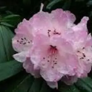 Рододендрони. Рододендрони.