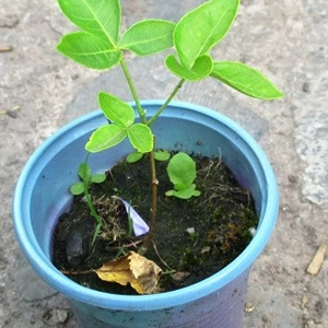 Птелея. Птелея.