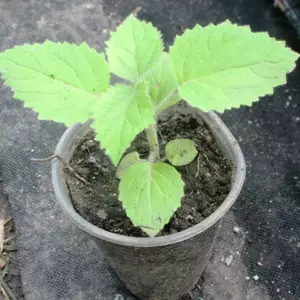 Павловнія. Павловнія.