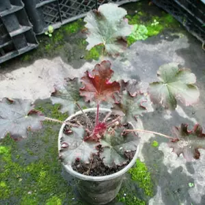 Гейхери. Гейхери.