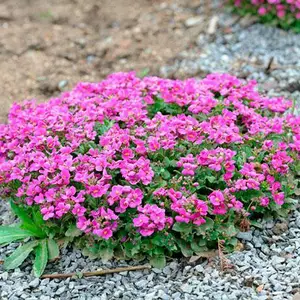 Арабис. Арабис.