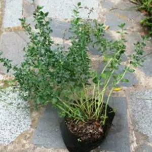 Дубравник. Дубравник.