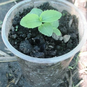 Платикодон. Ширококолокольчик. Платикодон. Ширококолокольчик.