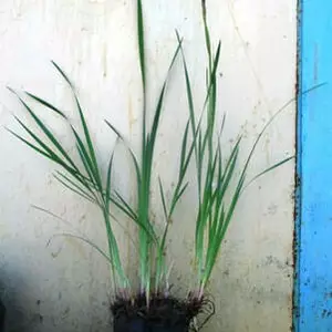 Іриси. Іриси.