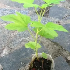 Смородина декоративна. Смородина декоративна.