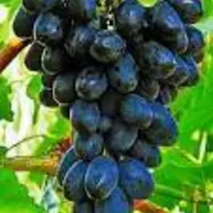 Виноград. Живці для вкорінення. Виноград. Живці для вкорінення.