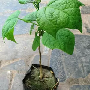 Катальпи. Катальпи.