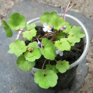 Цимбалярия. Цимбалярия.