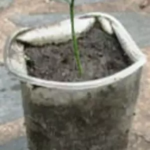 Понцирус. Понцирус.