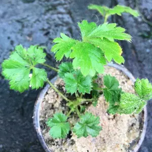 Лапчатка. (Перстиач). Лапчатка. (Перстиач).