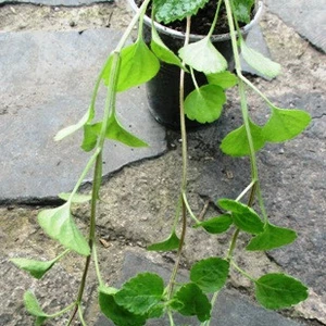 Глуха кропива. Глуха кропива.