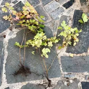 Калина садова. Калина садова.