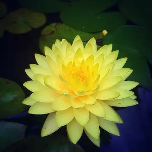 Водні і прибережні багаторічники. Водні і прибережні багаторічники.