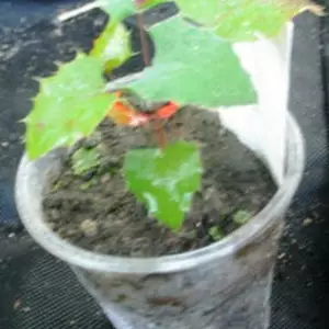 Магонія. Магонія.