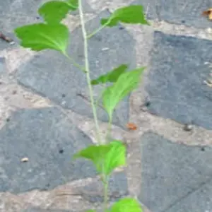 Гібіскуси. Гібіскуси.