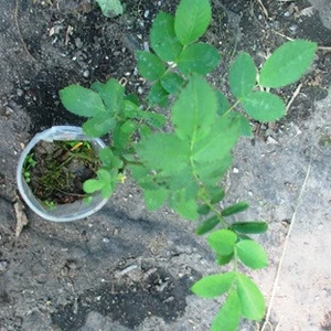 Шипшина. Шипшина.