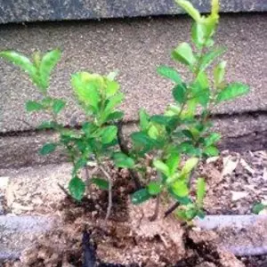 Айва японська. Айва японська.