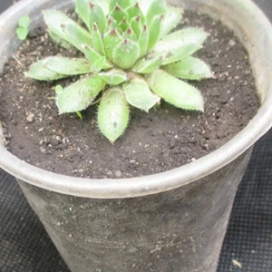 Молодила. Молодила.