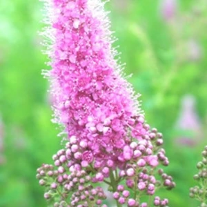 Спіреї. Спіреї.