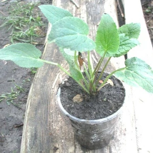 Дзвіночки. Дзвіночки.