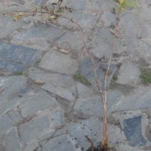 Горобинник рябинолистный. Д12. Горобинник рябинолистный. Д12.