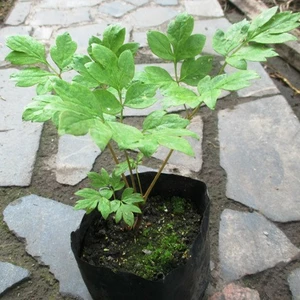 Деревовидні піони. Деревовидні піони.