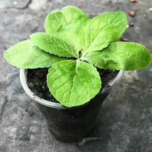 Вербаскум. (Коровёяк). Вербаскум. (Коровёяк).