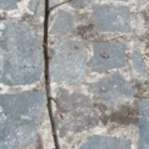 Яблуня, груша, персики декоративні. Яблуня, груша, персики декоративні.