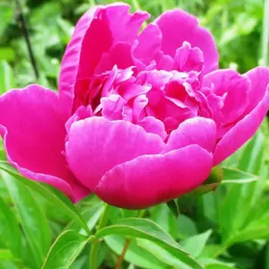 Півонія трав'янистий Півонія трав'янистий