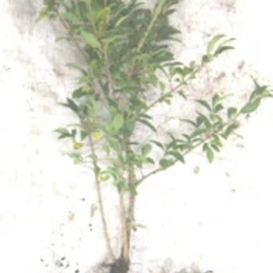 Бірючина. Бірючина.