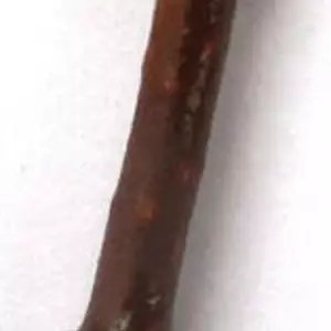 Гортезія волотиста. НЧ. Живці для вкоріненя. Гортезія волотиста. НЧ. Живці для вкоріненя.